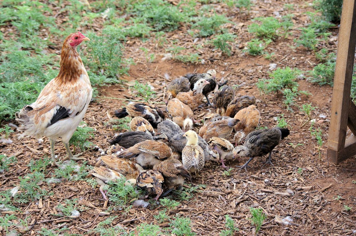 Old English Game chickens with chicks in a backyard.