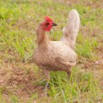 Old English Game chicken in a backyard.