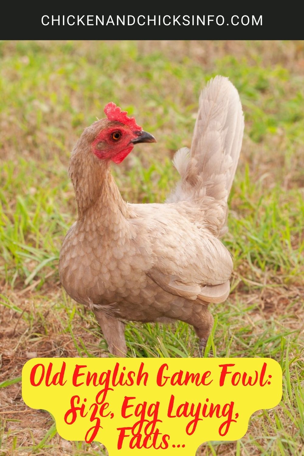 Old English Game Fowl: Size, Egg Laying, Facts… poster.
