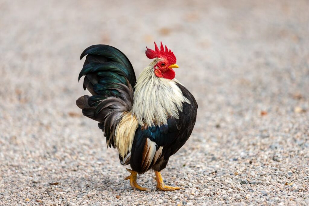 Old English Game Fowl Size, Egg Laying, Facts… Chicken & Chicks Info