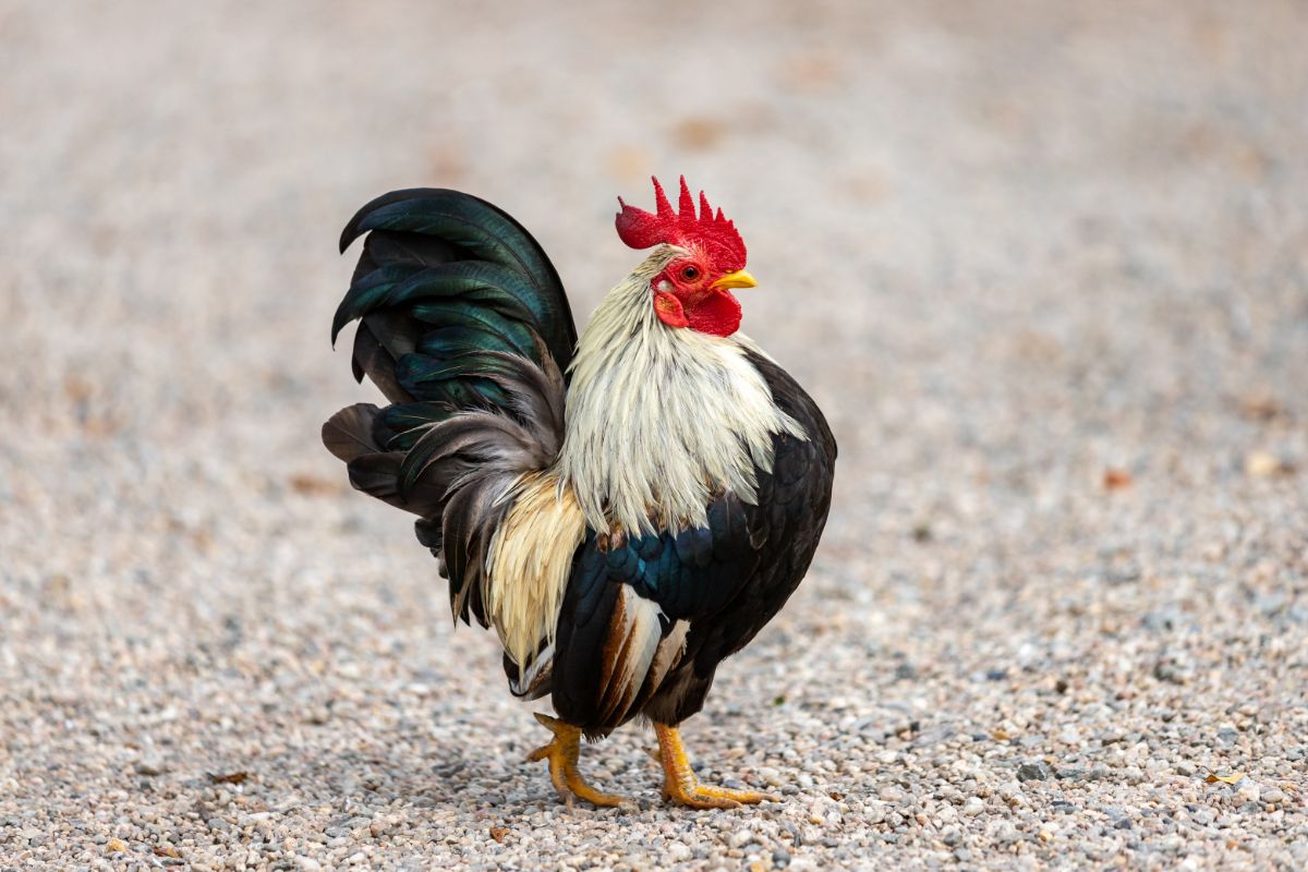 Old English Game rooster standing on rocky soil.