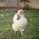 A white Brahma chicken in a backyard.