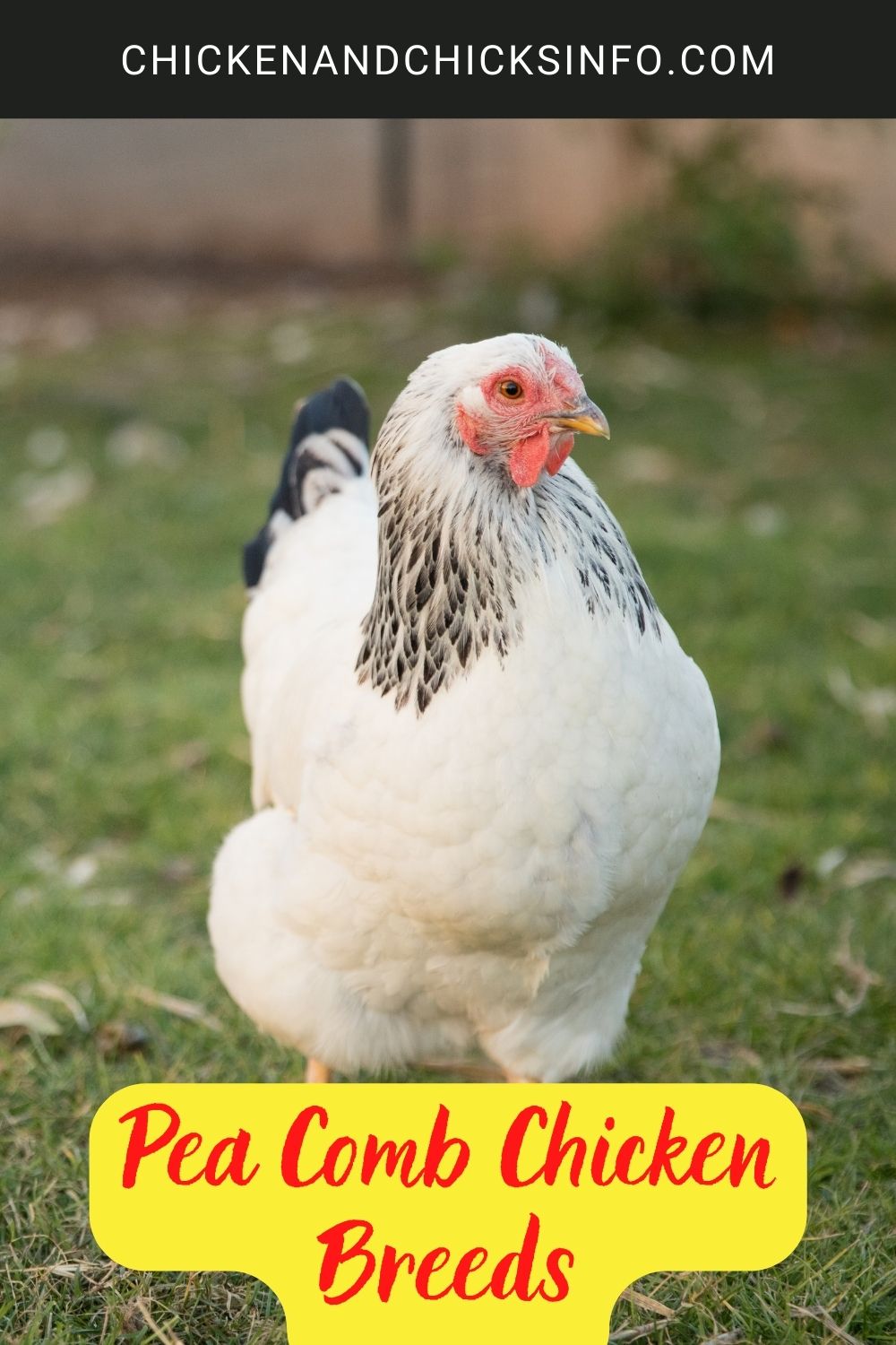 Pea Comb Chicken Breeds poster.
