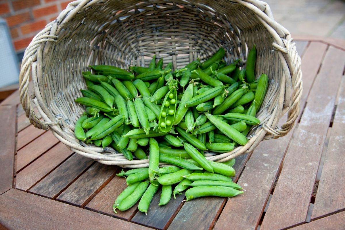Pea pods spilled from a basket on a wooden table.