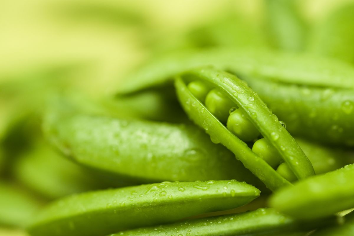 A bunch of pea pods with raindrops.