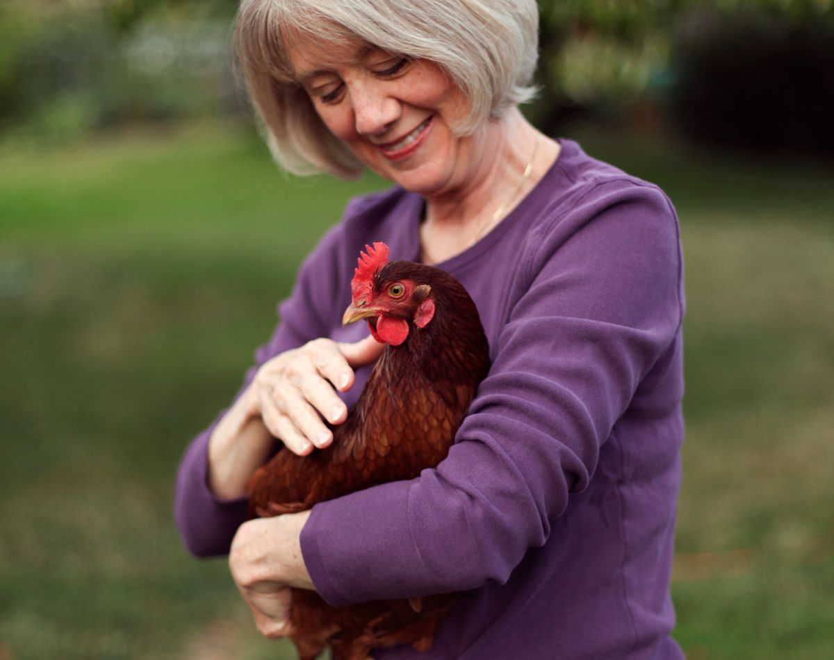 An older woman petting a brown chicken.