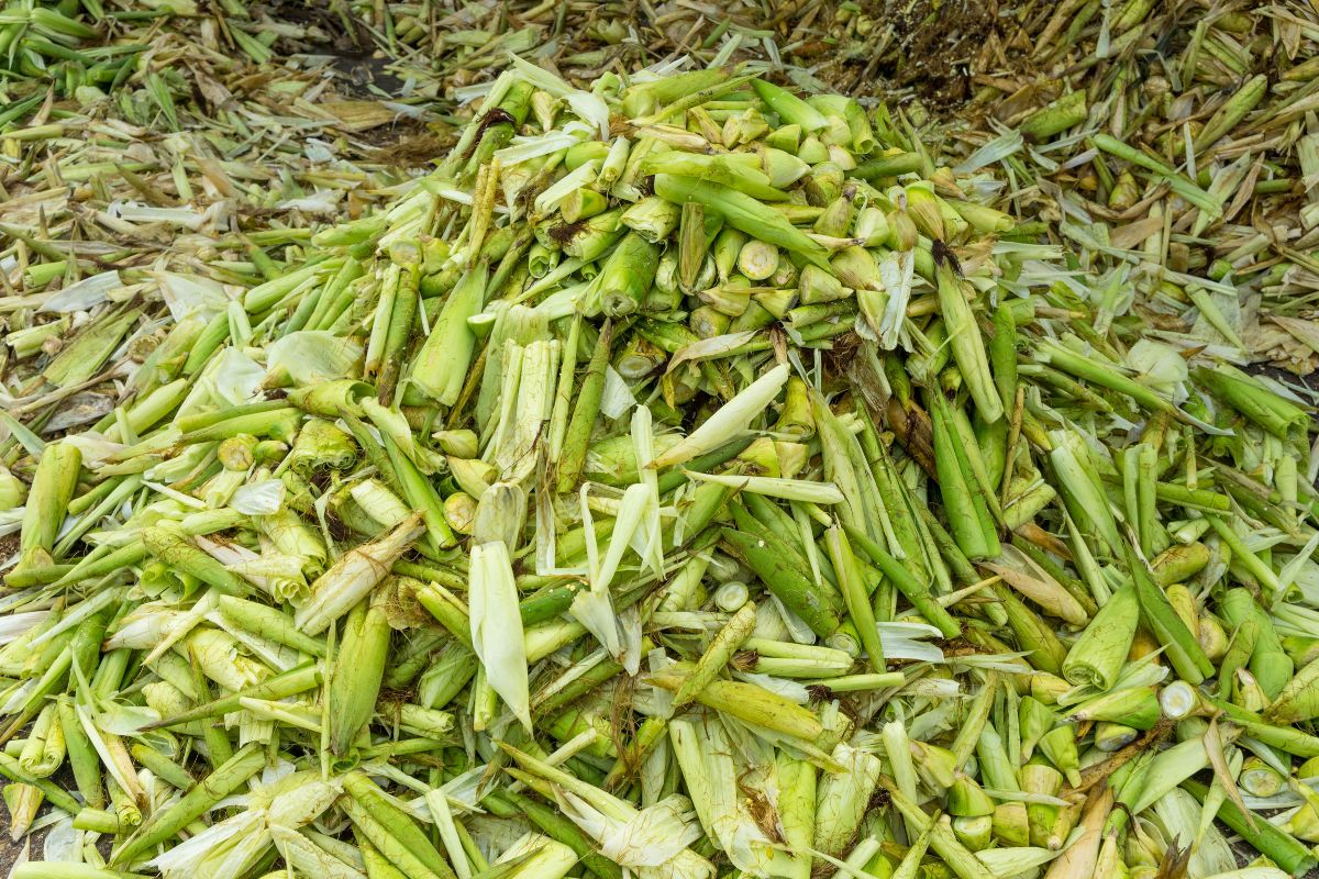 A huge pile of corn husk on a field.