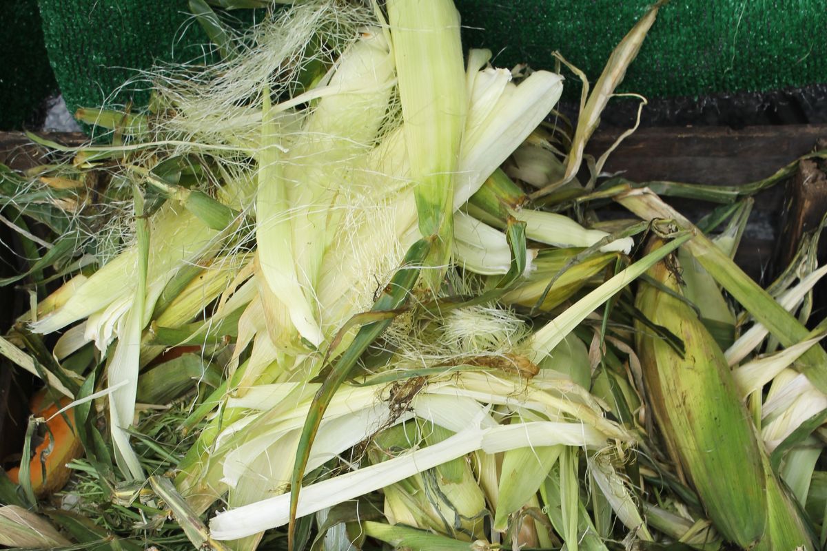 A pile of corn husk.