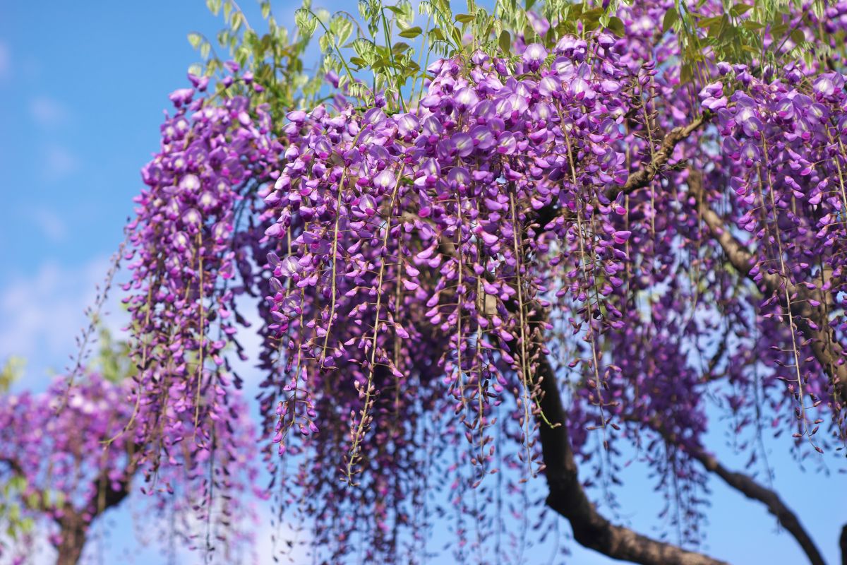 A beautiful pink blooming wisteria on a sunny day.