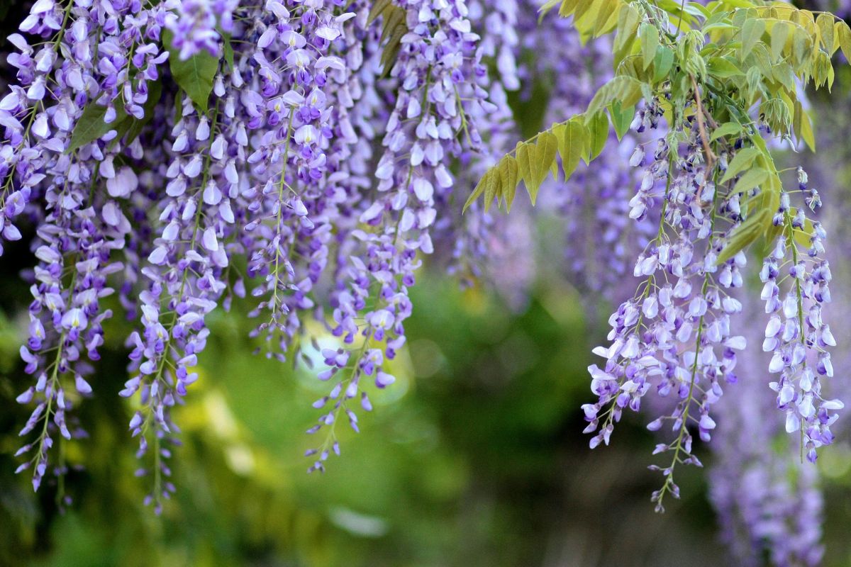 A beautiful pink blooming wisteria.