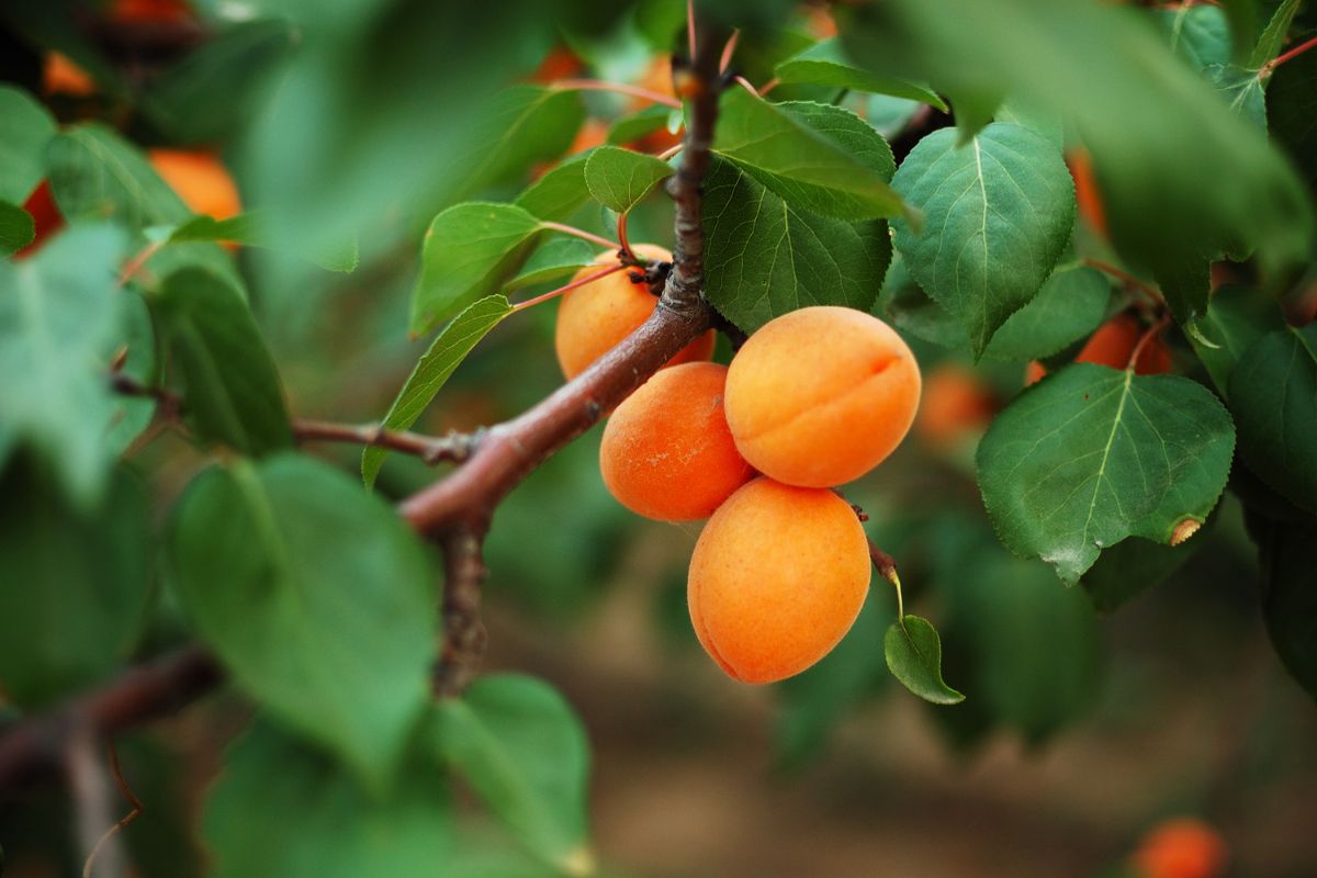 Ripe organic apricots hanging on a tree branch.