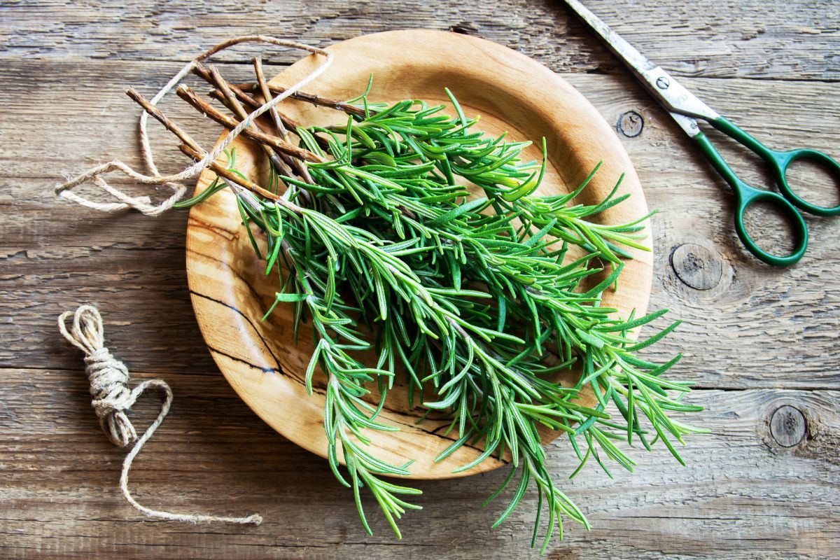Rosemary on a wooden plate with scissors and a string on a wooden table.