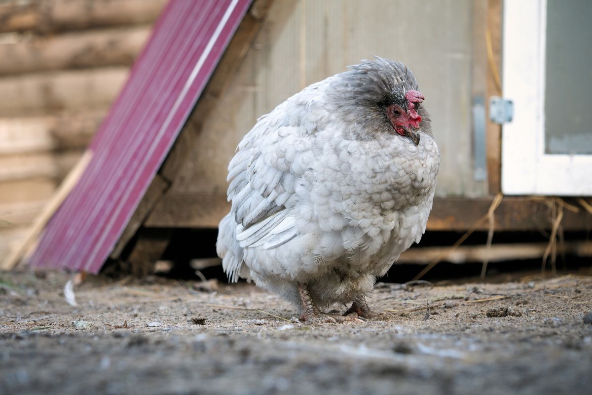 A sad-looking gray chicken in a backyard.