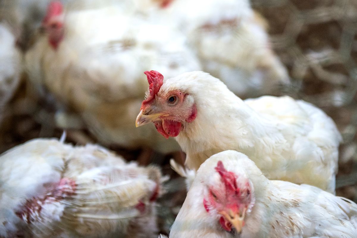 A bunch of white chickens on a farm.