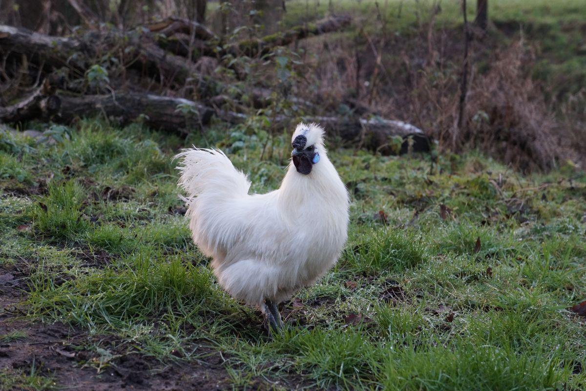 White silkie rooster in a backyard.