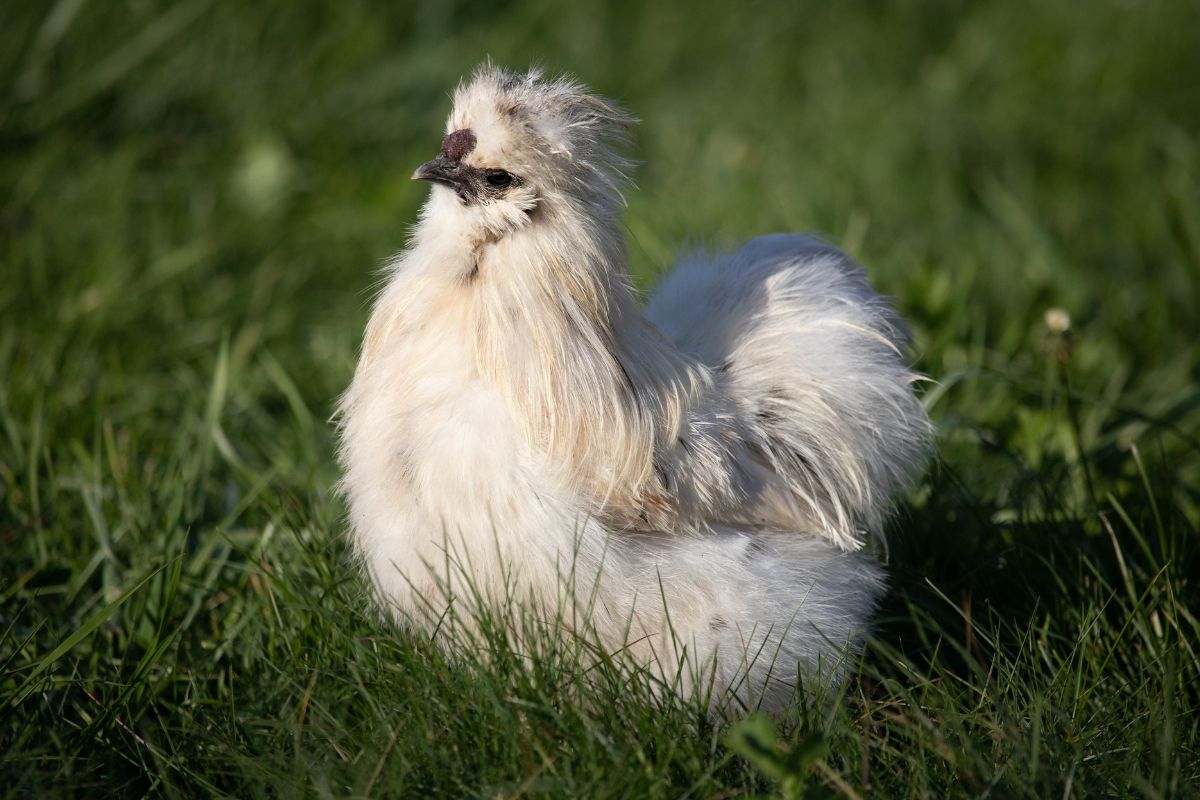 White silkie rooster on a green meadow.