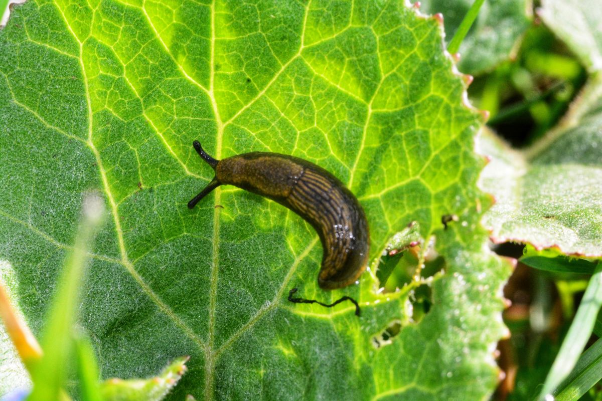 A brown slug on a green leaf on a sunny day.