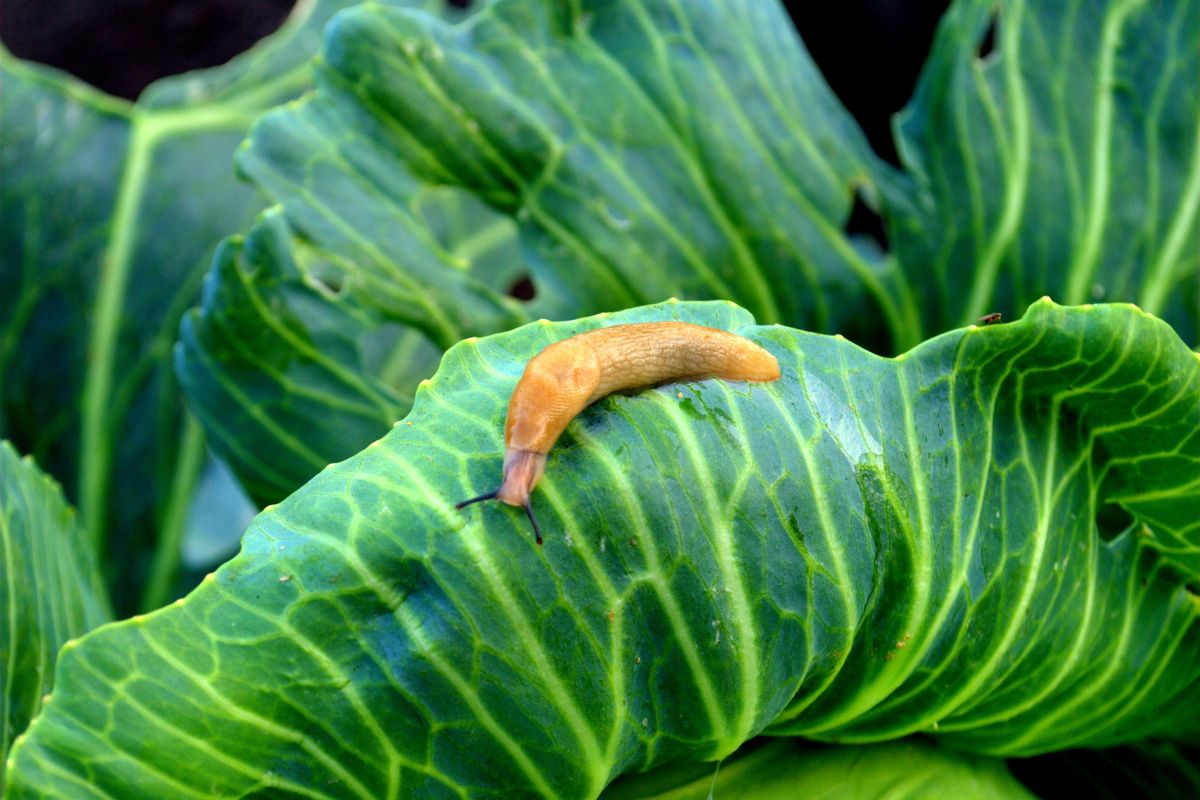 A brown slug on a cabbage.