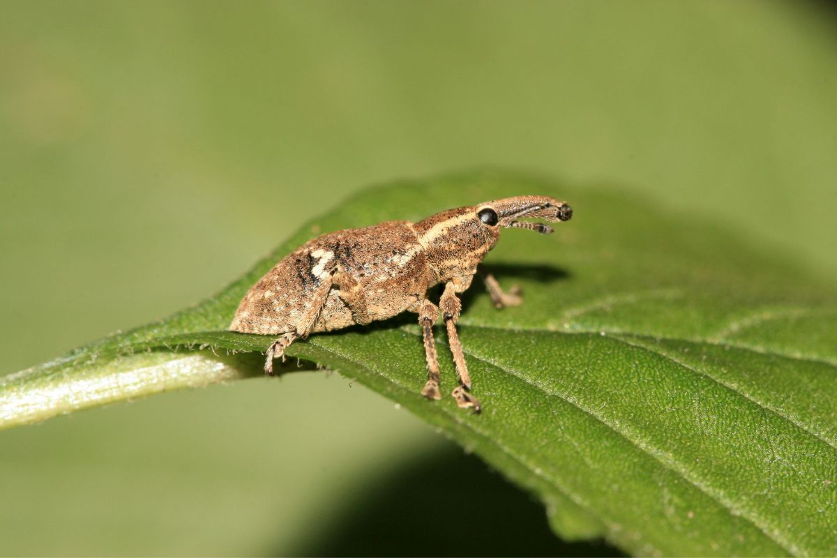 A small brown insect on a green leaf.