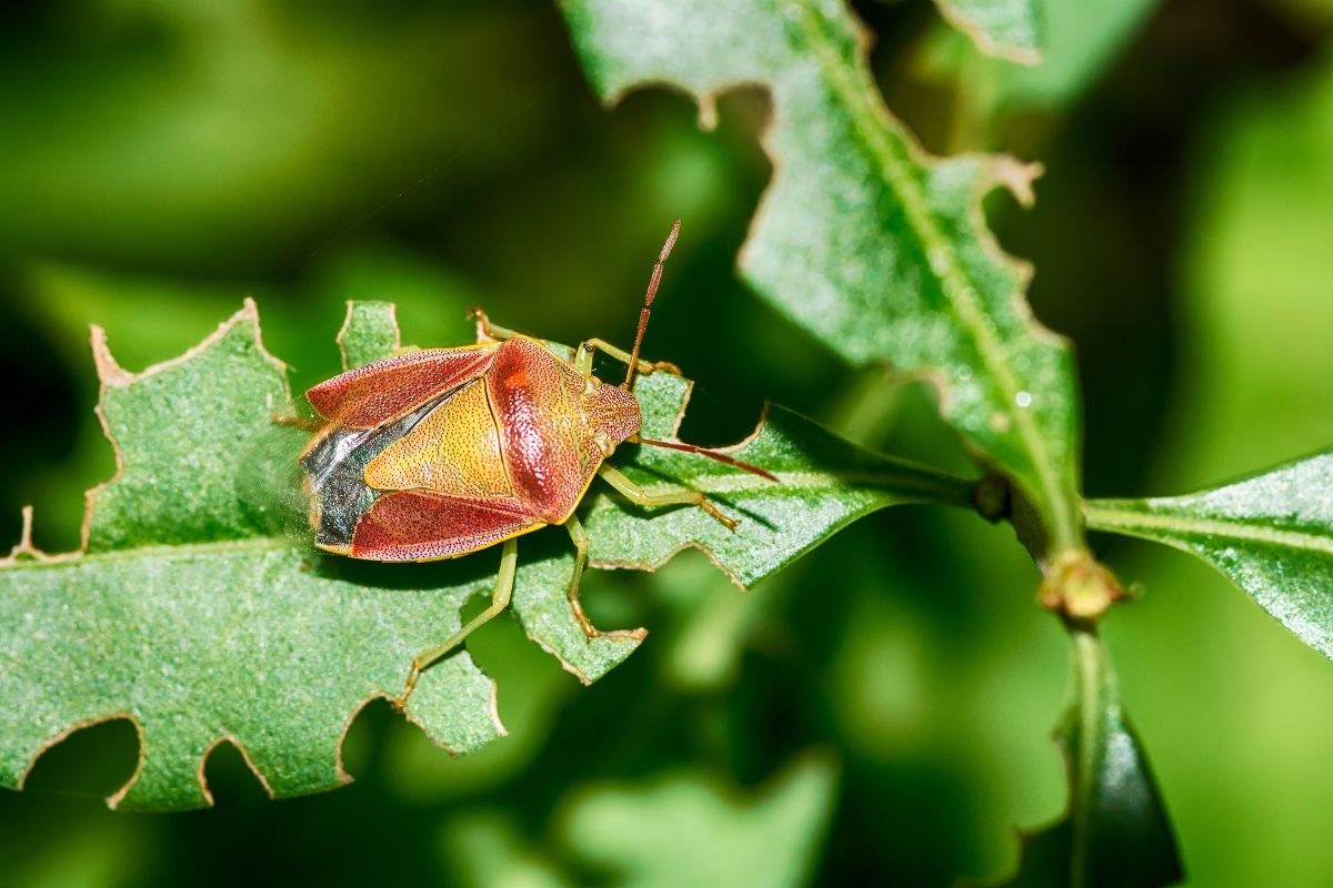 A red stink bug on a green leaf.