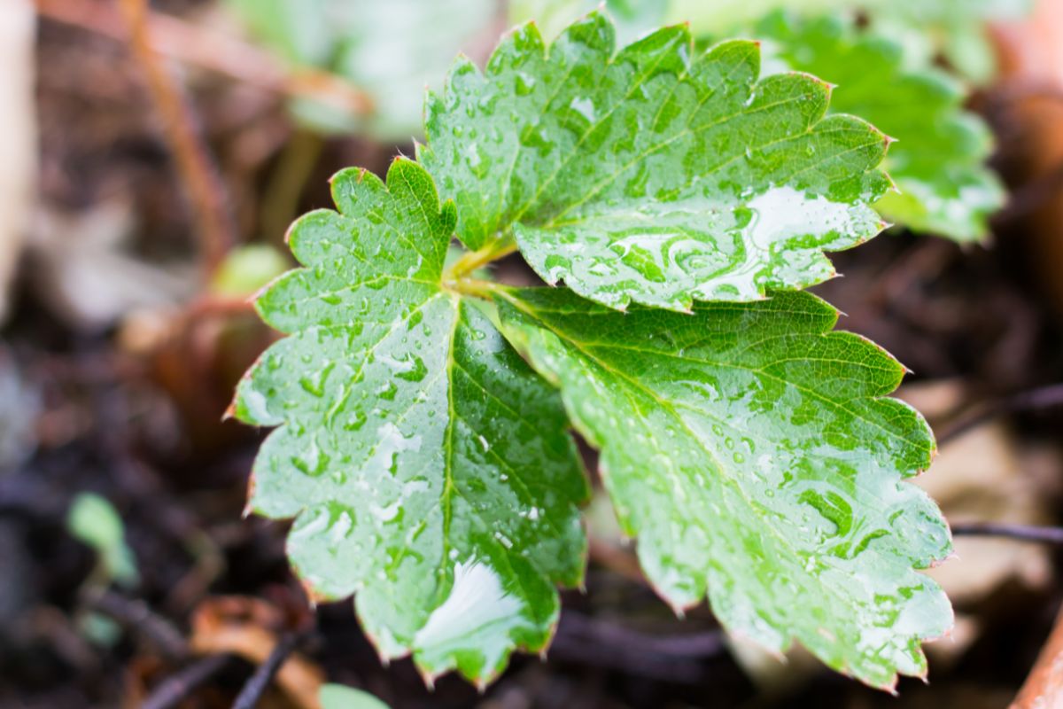 A strawberry leaf with raindrops.