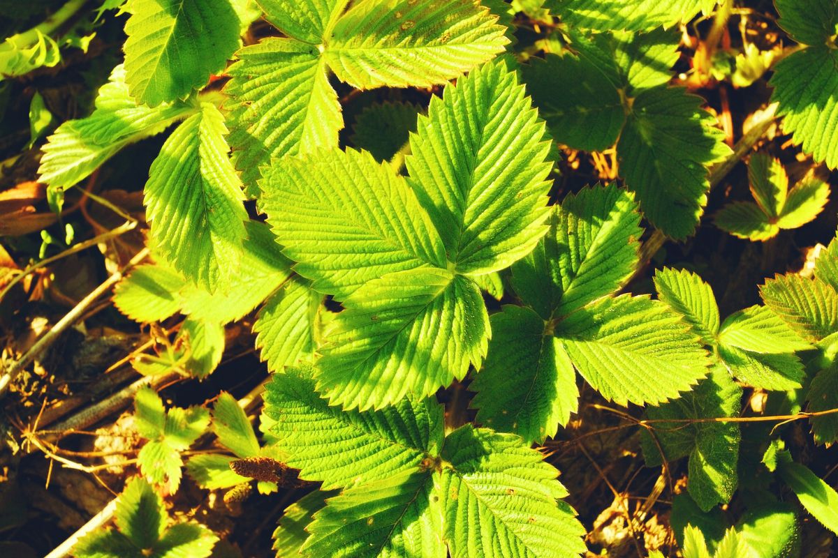 A bunch of strawberry plants on a sunny day.