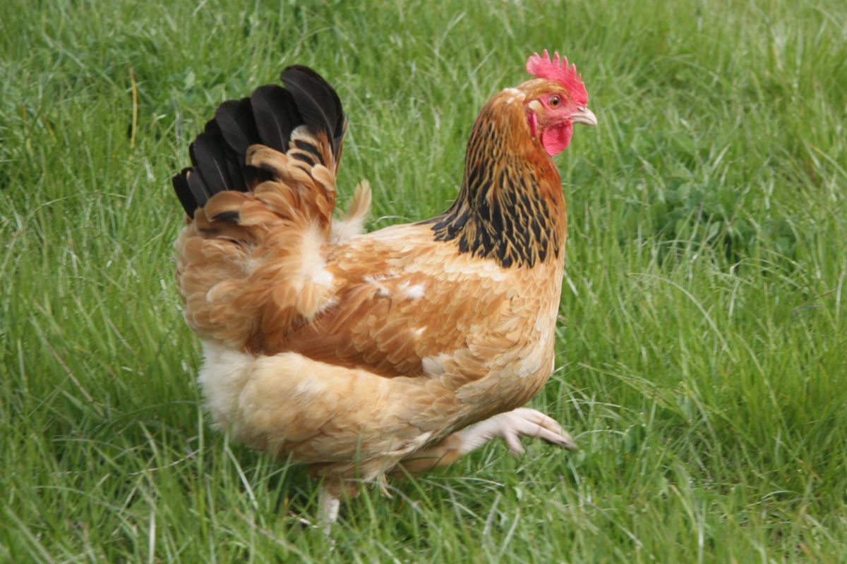 A brown Sussex chicken walking on pasture.