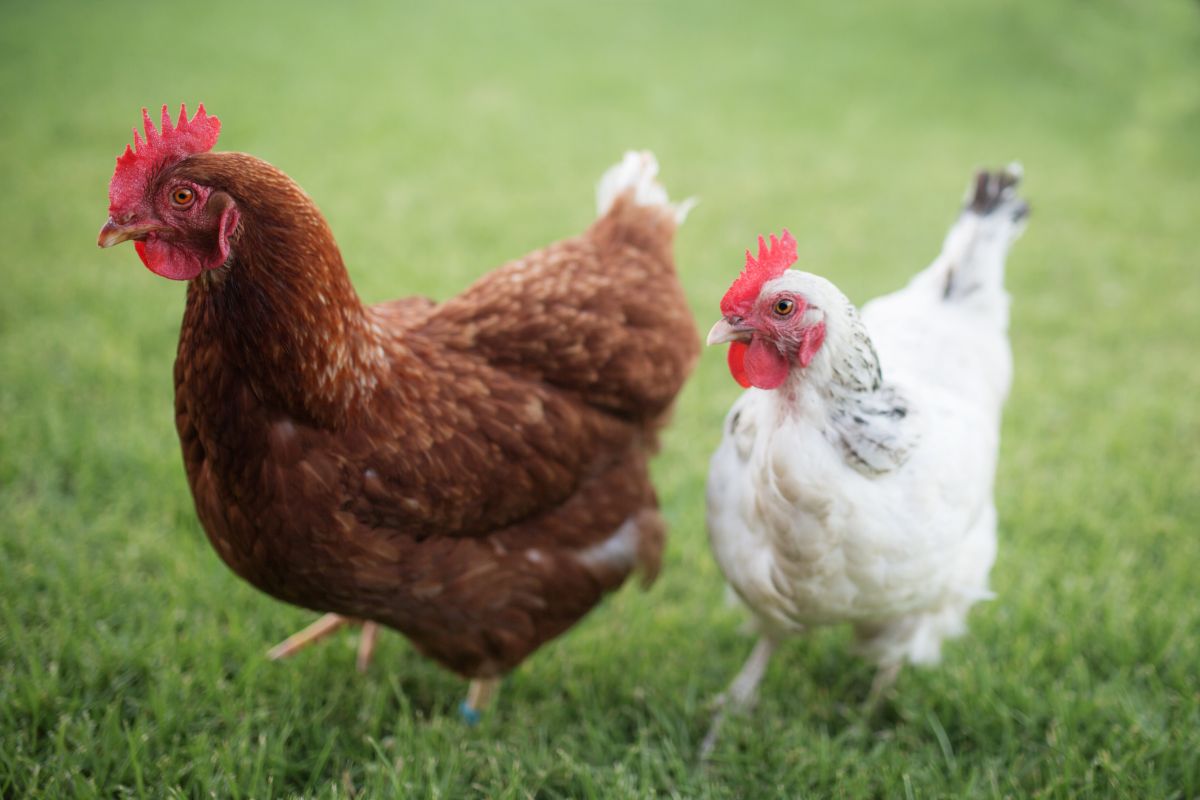 A brown and a white Sussex chicken walking on pasture.