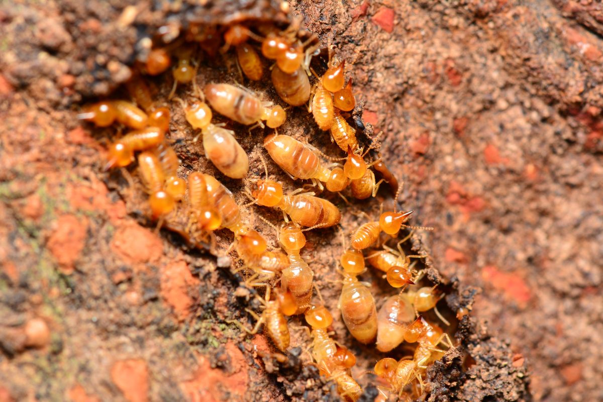 A bunch of termites in a wooden log.