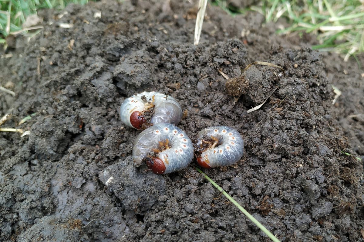 Three grub worms on fresh soil.
