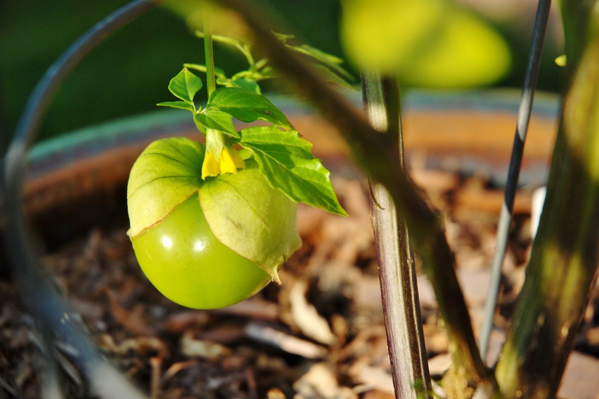 Tomatillo fruit hanging on a stem.