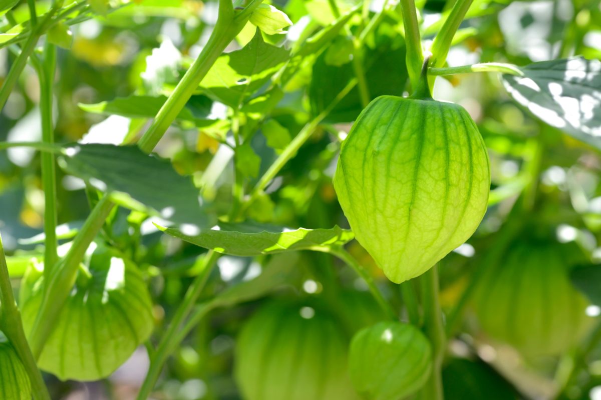 Bunch of tomatillo hanging on a plant.