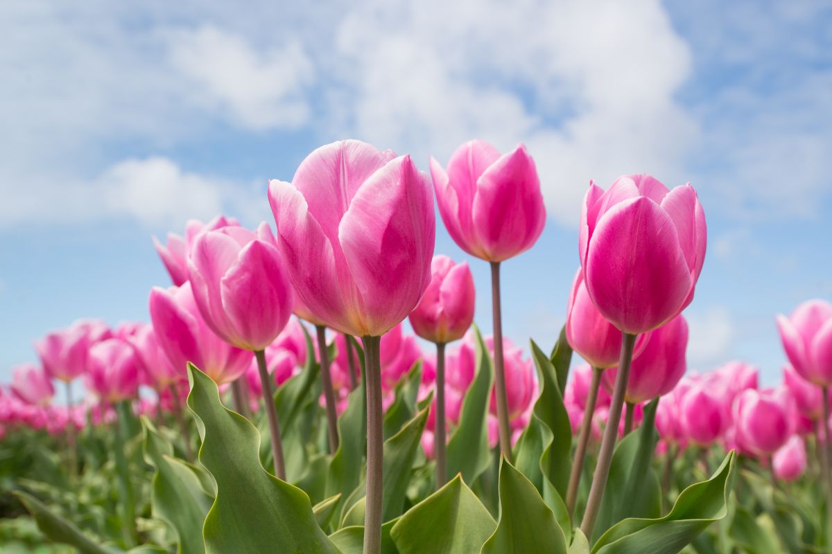 Beautiful blooming pink tulips.