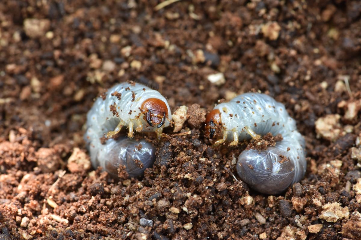 Two white grubs in the soil.