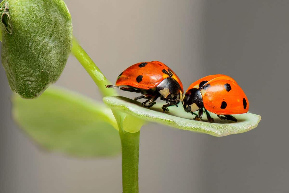 Two ladybugs on a green leaf.