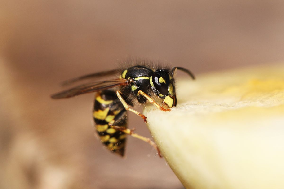 A wasp on the edge of a mushroom.