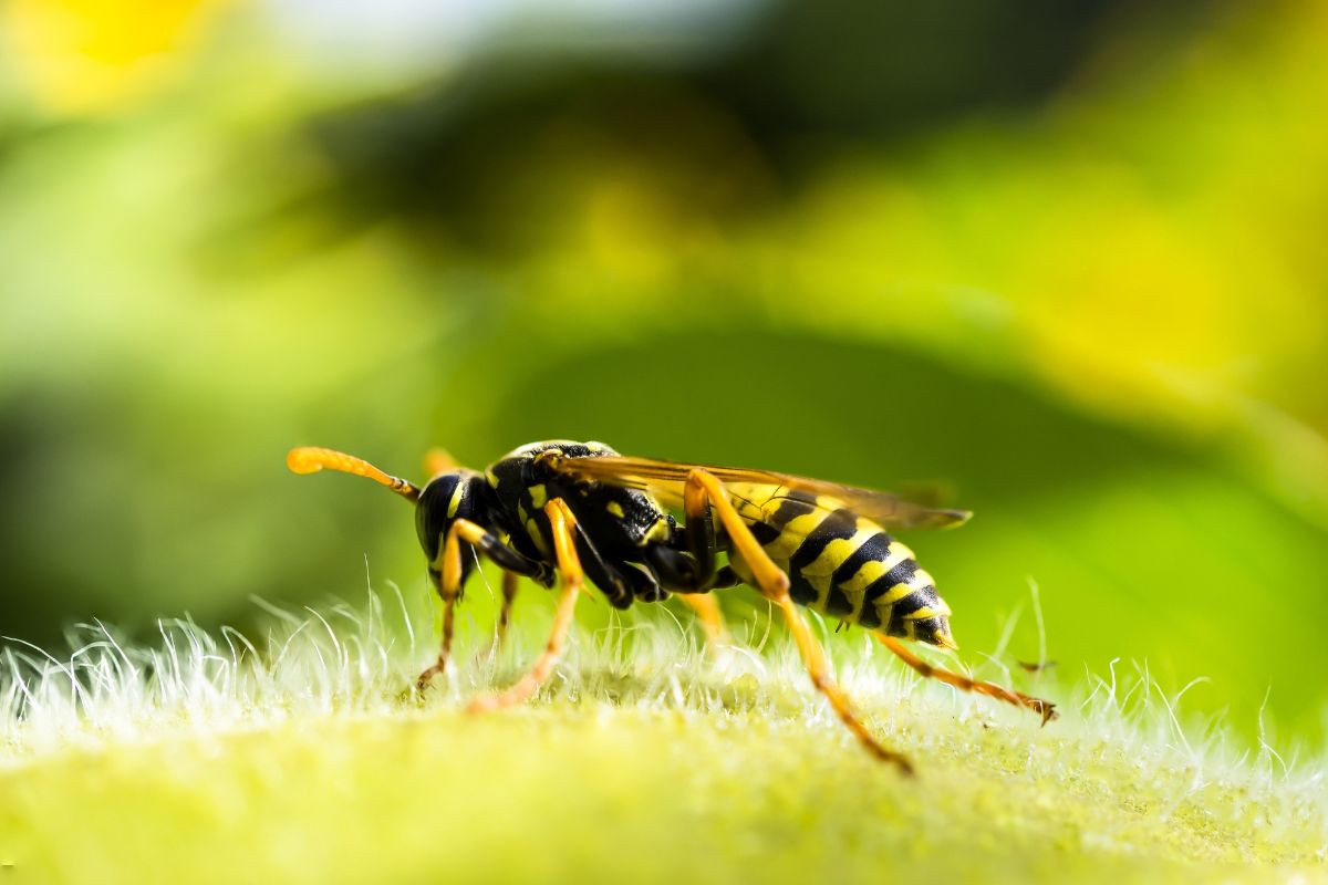 A close-up of a wasp on a plant.