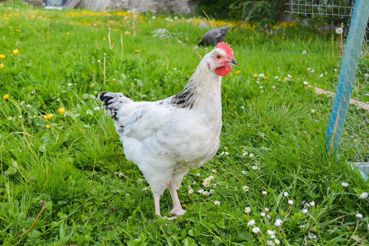 A white Sussex chicken in a backyard pasture.