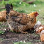 A big brown chicken digging a hole in the soil.