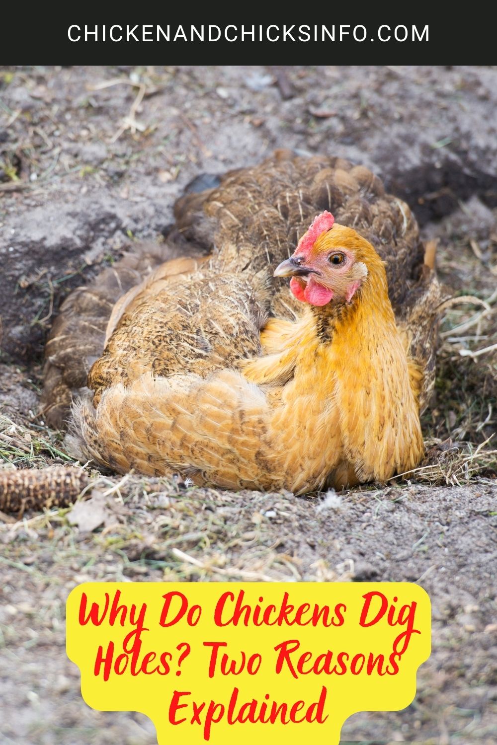 Why Do Chickens Dig Holes? Two Reasons Explained poster.
