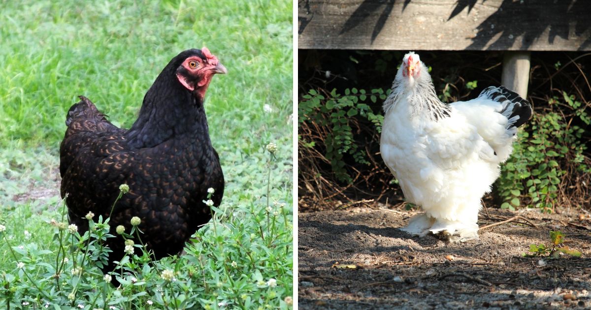 Why Do Chickens Puff up Their Feathers? 4 Reasons Explained Chicken