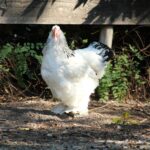 A big white chicken in a backyard.