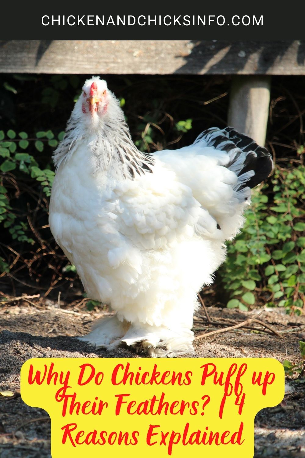 Why Do Chickens Puff up Their Feathers? | 4 Reasons Explained poster.
