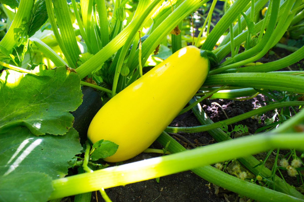 A ripe yellow squash on a plant.