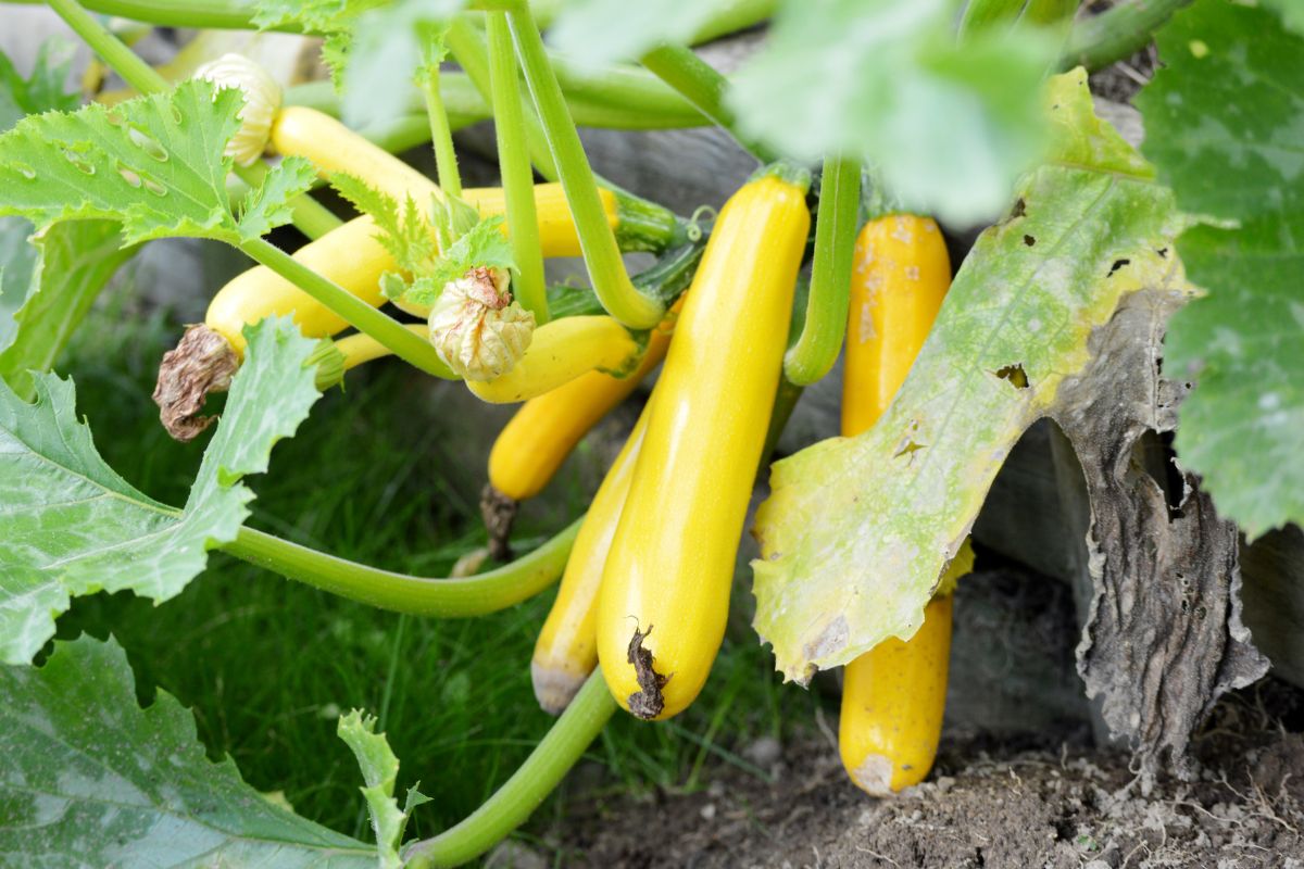 Ripe yellow squashes hanging on a plant.
