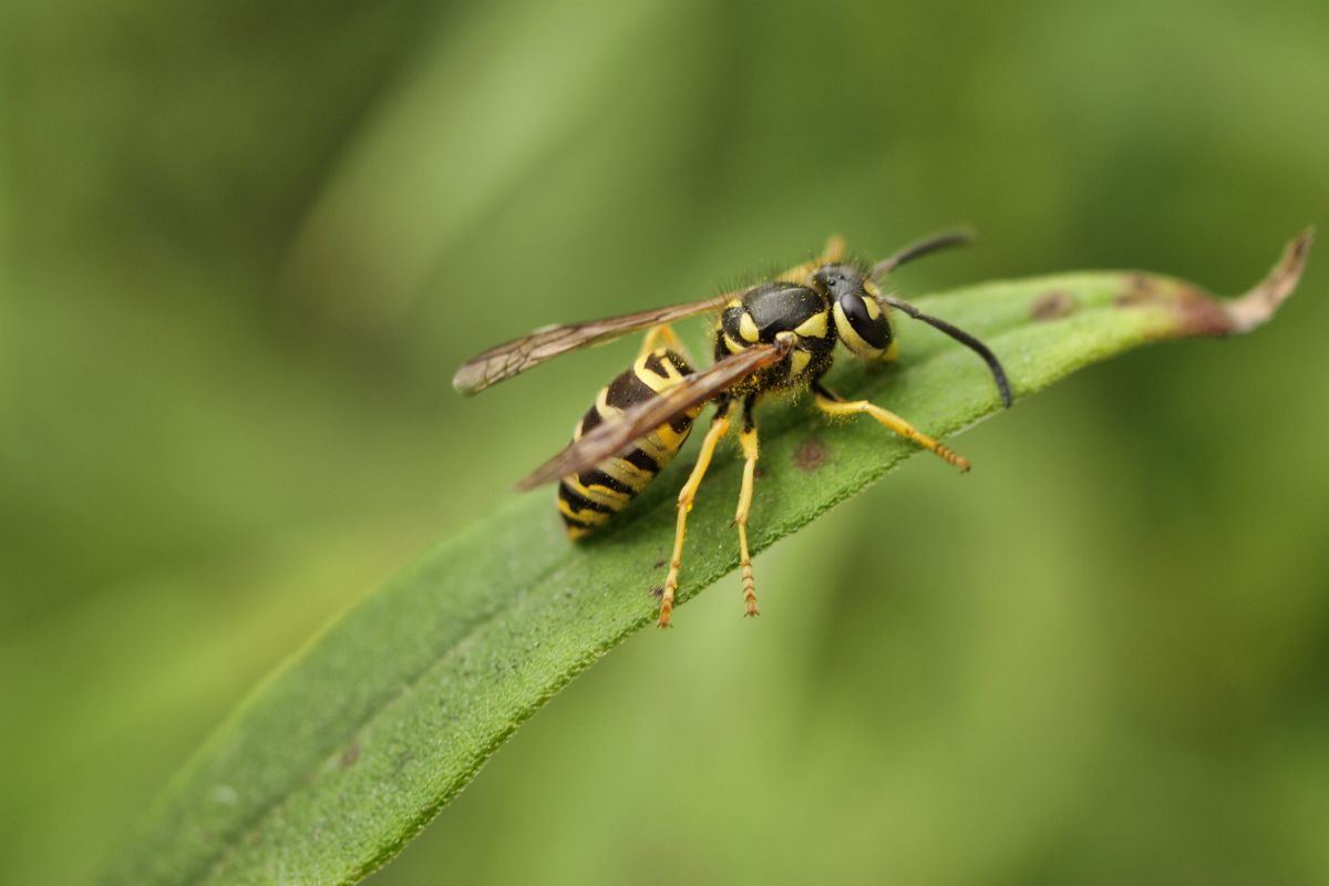A yellow jacket on a green leaf.
