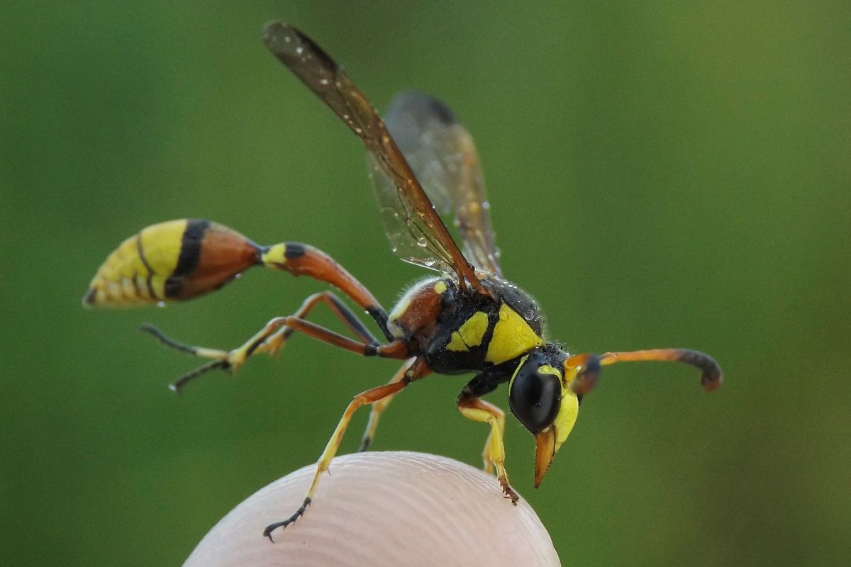 A yellow jacket on the tip of a finger.