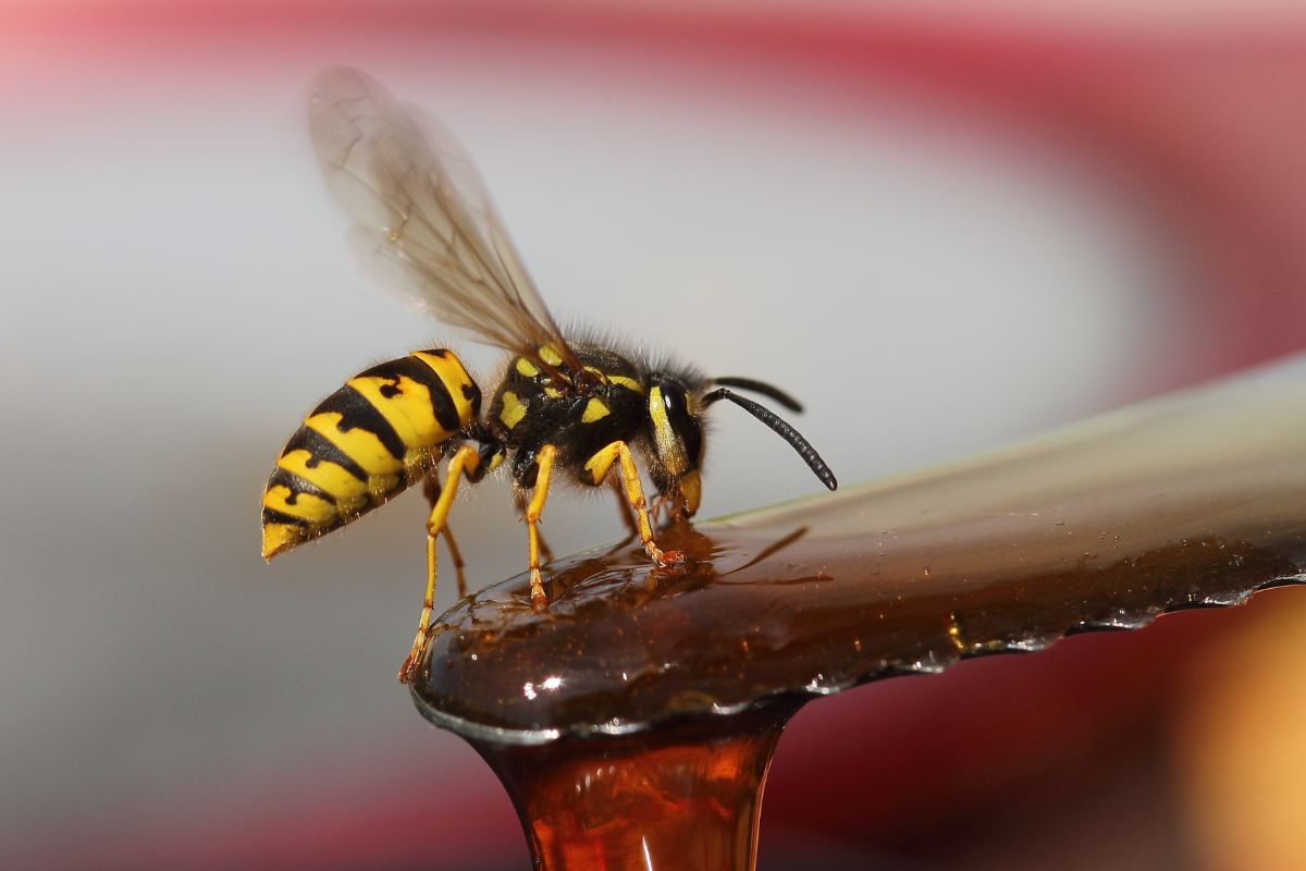 A yellow jacket on honey.