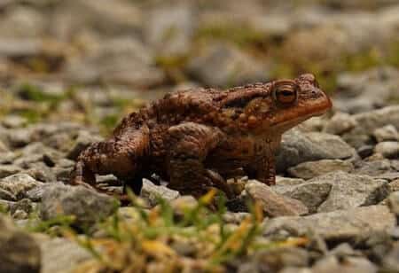 Are Toads Poisonous To Chickens
