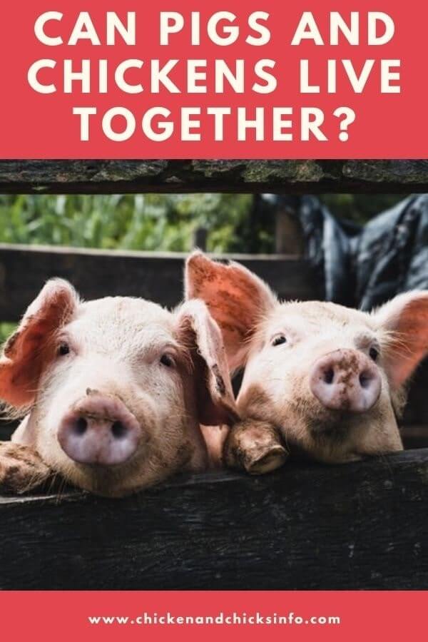 Can Pigs and Chickens Live Together? (Actually, Yes) Chicken & Chicks